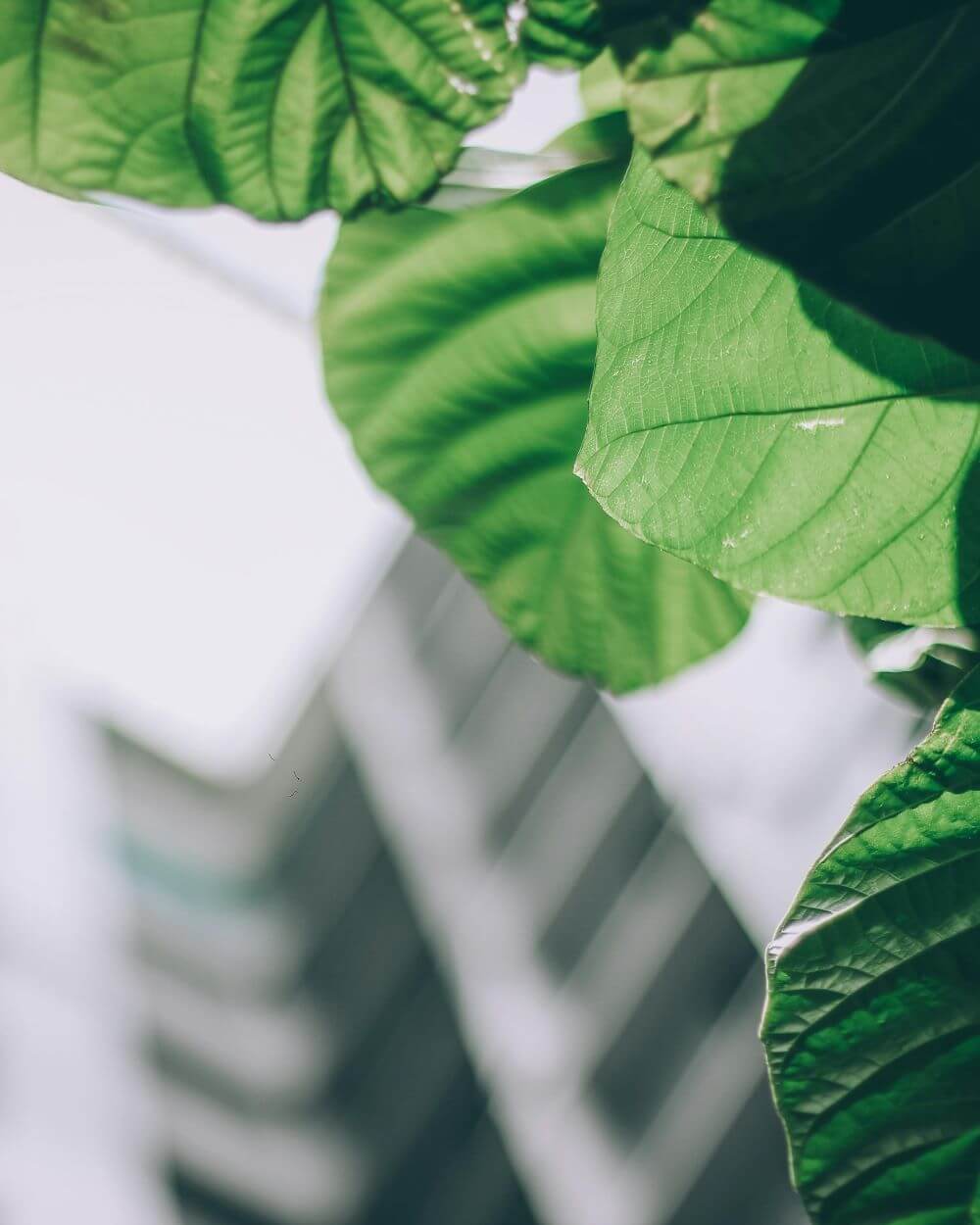green-leaves-in-foreground-blurred-white-business-building-in-background